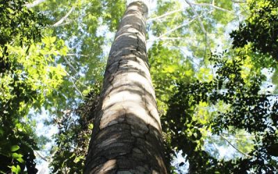preservação ambiental paricá